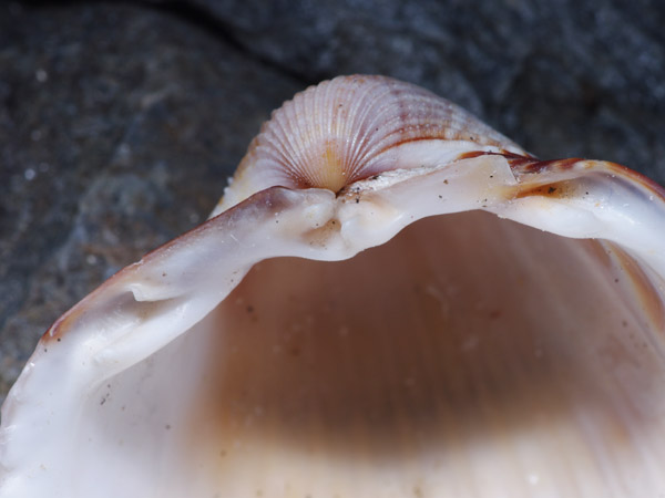 Cerastoderma? Mar Egeo, 06.2011